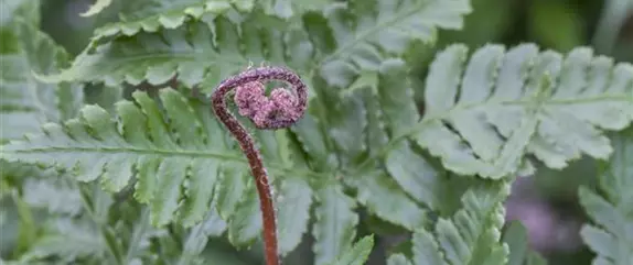 Der richtige Umgang mit giftigen Farnen im Garten