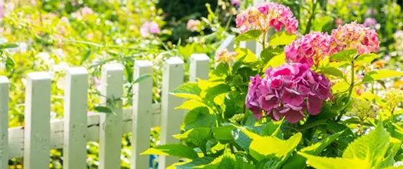 Ein bunter Garten dank der Hortensienvielfalt