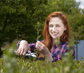 Schnipp, schnapp, Hecke ab! Heckenpflanzen schneiden im Sommer