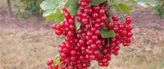 Johannisbeeren – Leckere Snacks für große und kleine Naschkatzen