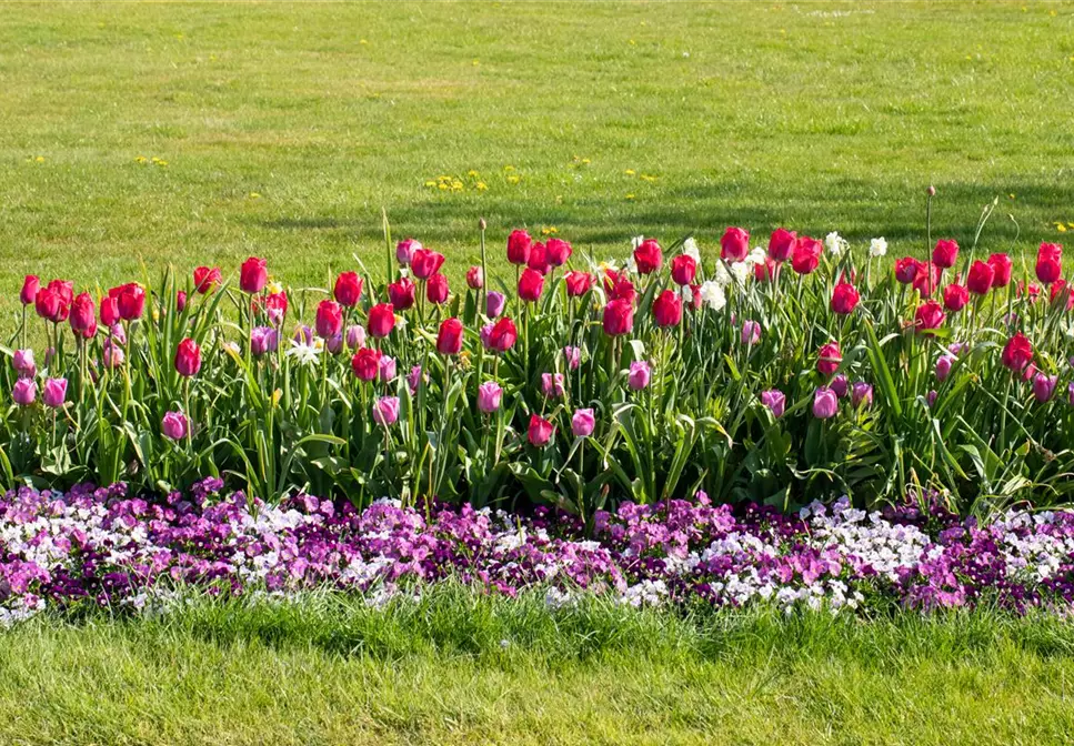 Wie ein pflegeleichter Garten gestaltet wird