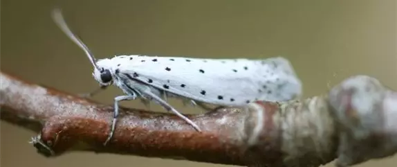 Schädlinge im Garten richtig erkennen und bekämpfen