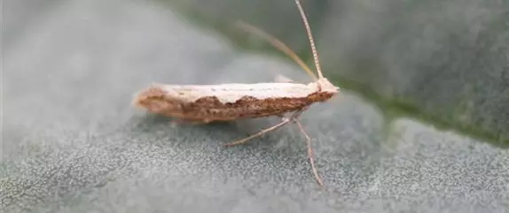 Schädlinge im Garten richtig erkennen und bekämpfen