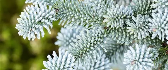 Welcher immergrüne Nadelbaum eignet sich als Weihnachtsbaum?