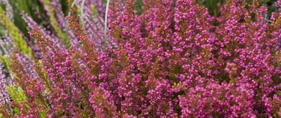 Die Sommerheide bringt Farbe in den Herbst