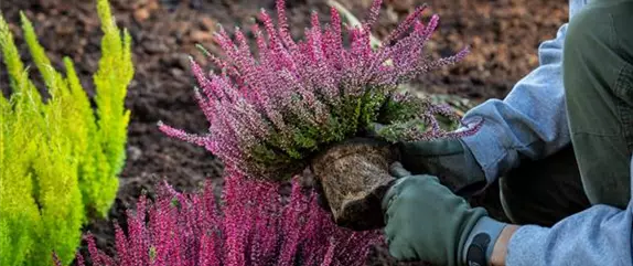 Die Sommerheide bringt Farbe in den Herbst