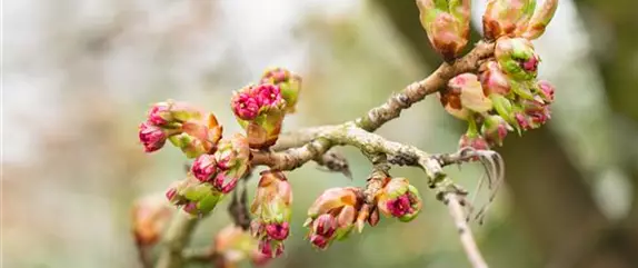 Obstbäume pflegen und leckere Snacks im eigenen Garten ernten