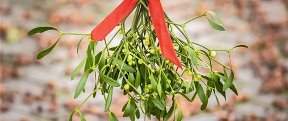 Pflanzen zu Weihnachten – Blüten zum Fest und gemütliche Stimmung