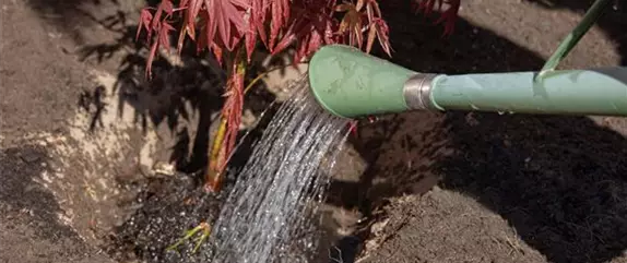 Wo Bäume im Garten stehen, sind wir schon mitten im Paradies