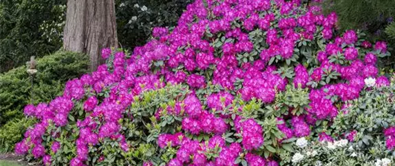 Rhododendron schneiden und pflegen – so gelingt es