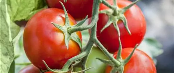 Tomaten – vielseitiges Gemüse für drinnen und draußen