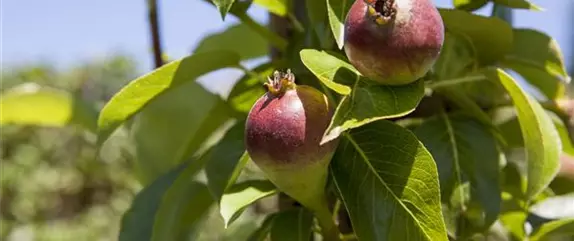 Säulenobst pflanzen – frische Früchte direkt vor der Haustür