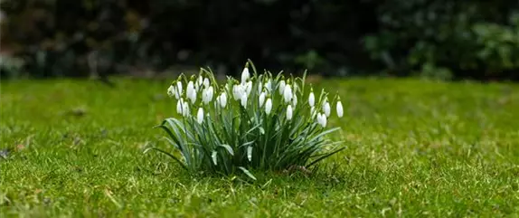 Botanische Highlights - Winterblühende Pflanzen für Zuhause