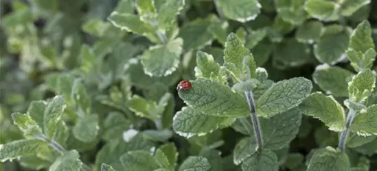 Buntblättrige Garten-Minze