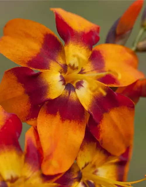 Crocosmia x crocosmiifl.'Emily McKenzie'