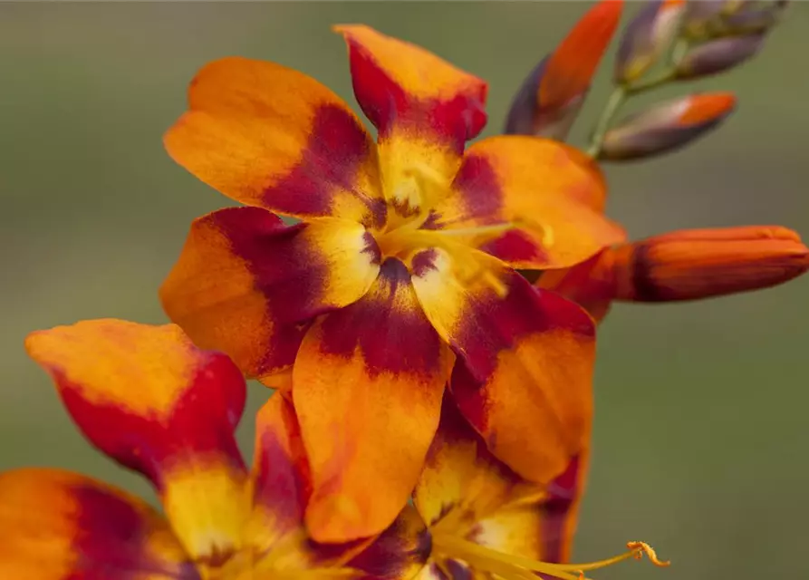 Crocosmia x crocosmiifl.'Emily McKenzie'