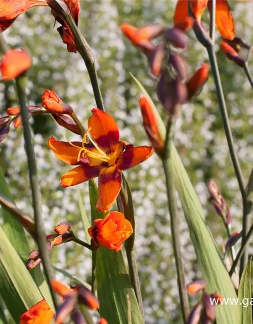 Crocosmia x crocosmiifl.'Emily McKenzie'