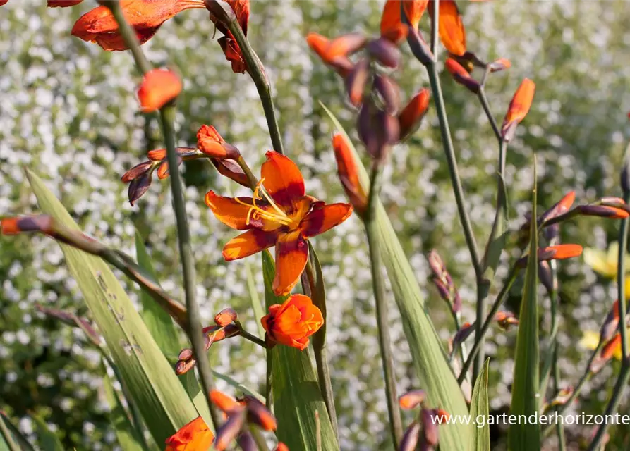 Crocosmia x crocosmiifl.'Emily McKenzie'