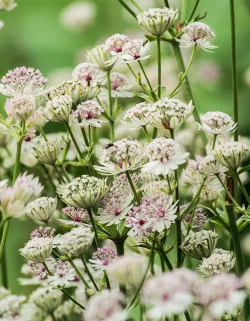 Astrantia major