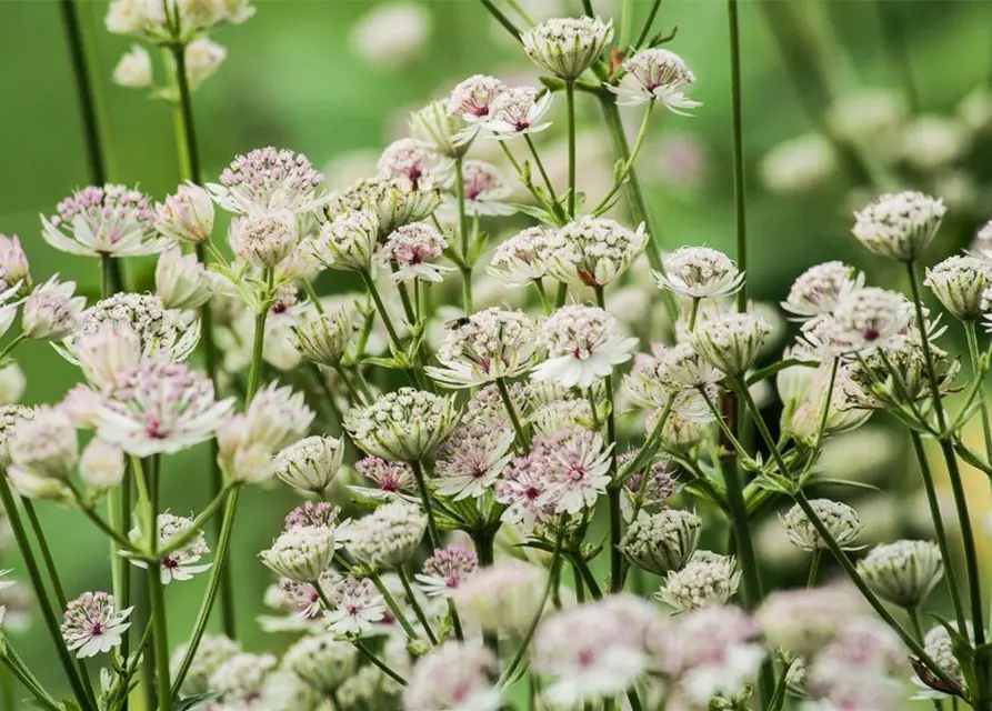 Astrantia major