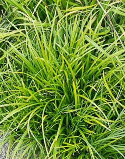 Carex foliosissima 'Irish Green'