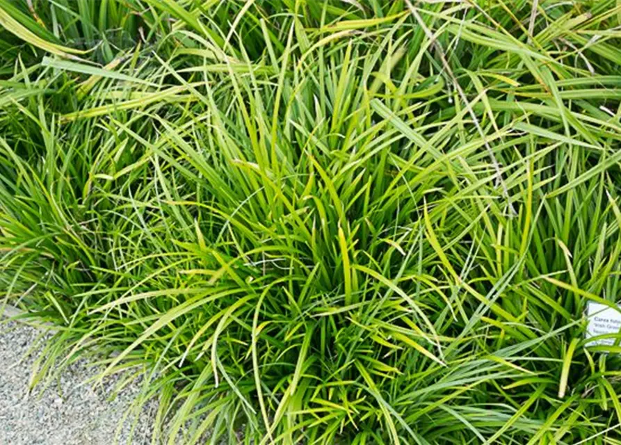 Carex foliosissima 'Irish Green'