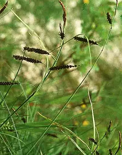 Carex flacca