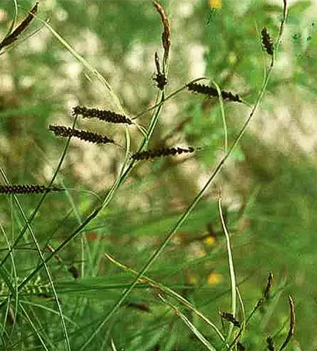 Carex flacca