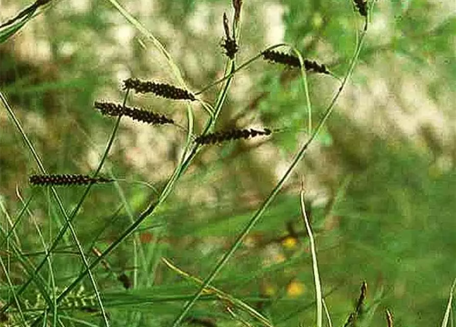 Carex flacca