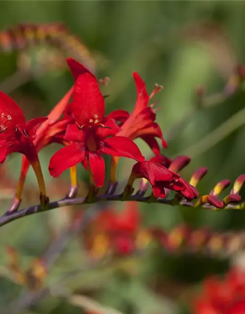 Crocosmia x crocosmiifl.'George Davidson'