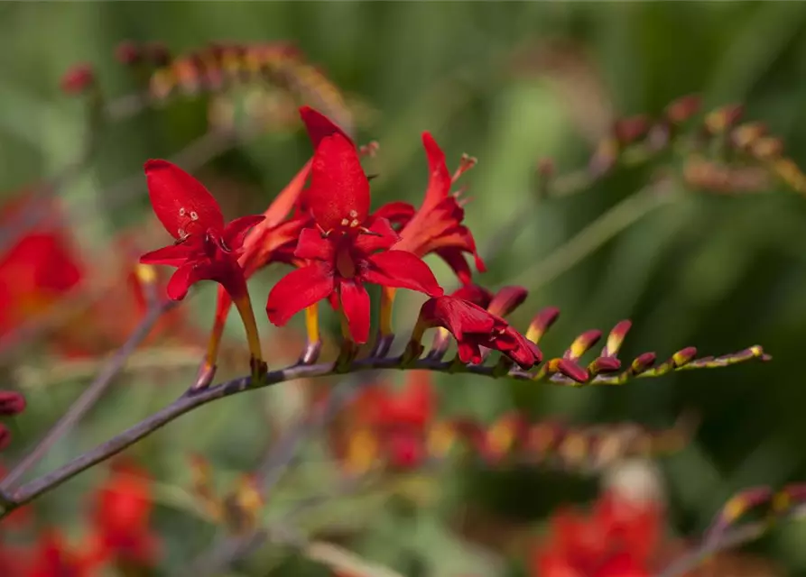 Crocosmia x crocosmiifl.'George Davidson'