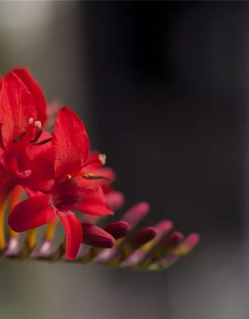 Crocosmia x crocosmiifl.'George Davidson'