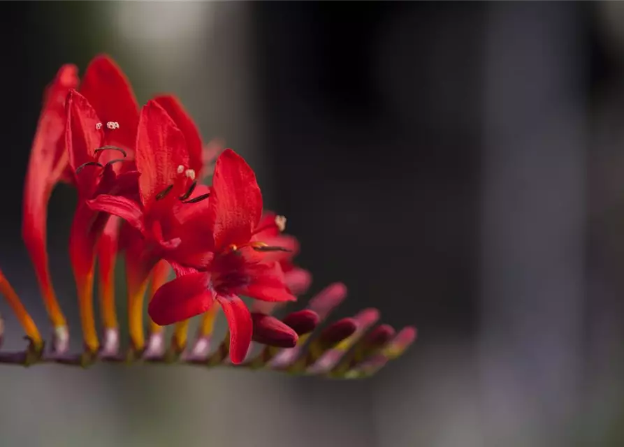 Crocosmia x crocosmiifl.'George Davidson'