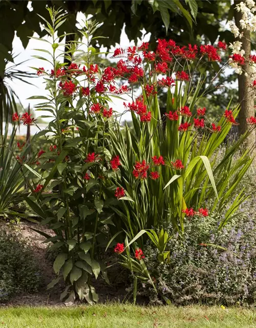 Crocosmia x crocosmiifl.'George Davidson'