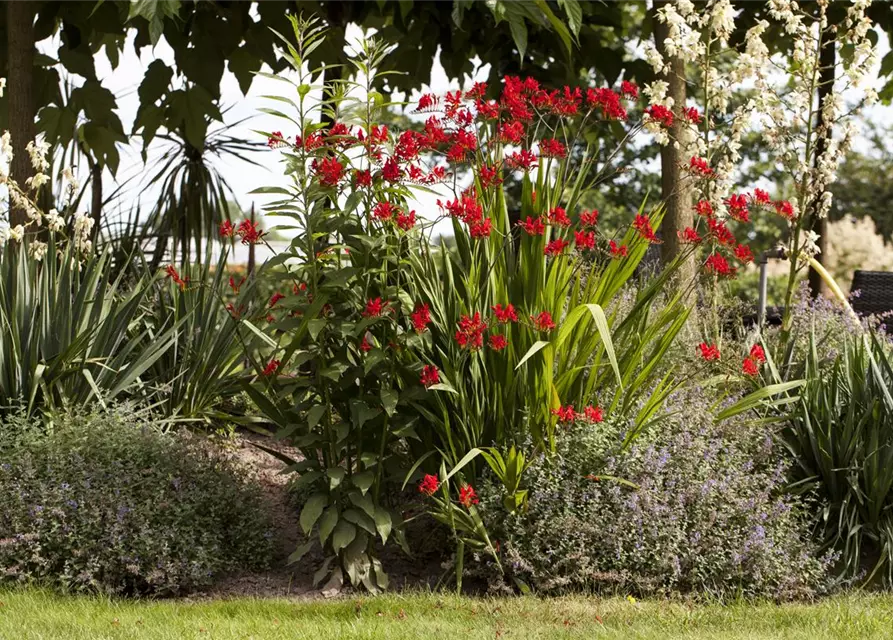 Crocosmia x crocosmiifl.'George Davidson'