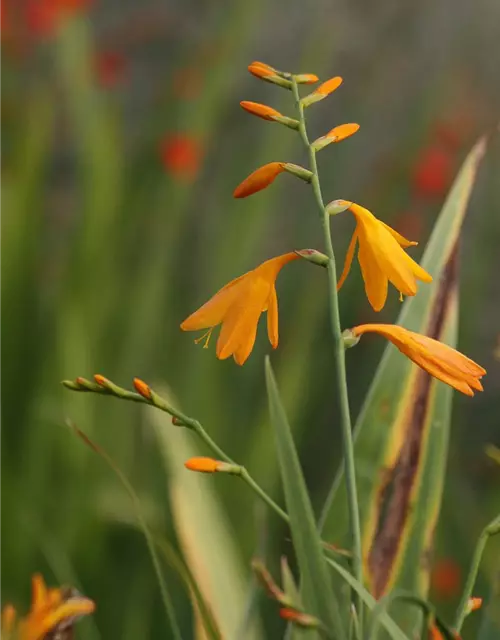 Crocosmia x crocosmiifl.'George Davidson'