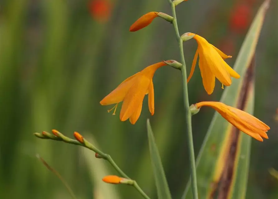 Crocosmia x crocosmiifl.'George Davidson'