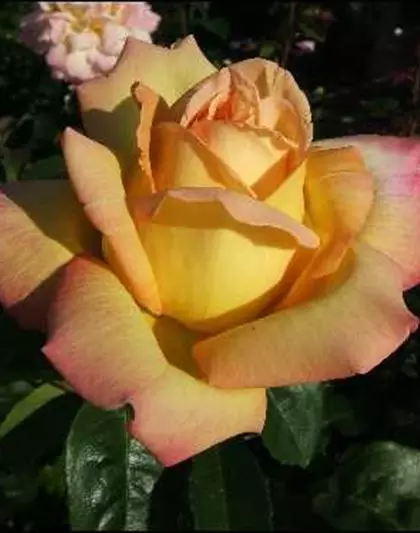 Edelrose 'Peace'