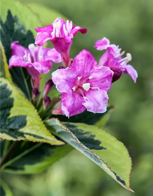 Buntlaubige Weigelie