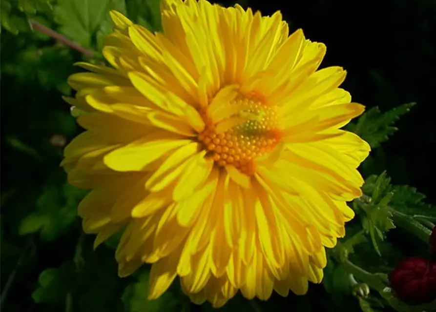 Chrysanthemum x hort.'Citrus'