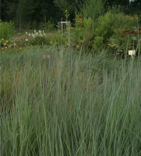 Blaugraues Garten-Präriegras 'Prairie Blues'