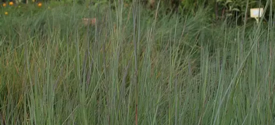 Blaugraues Garten-Präriegras 'Prairie Blues'