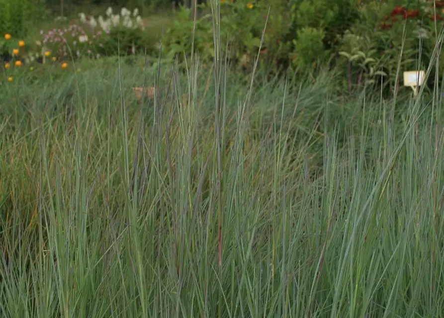 Blaugraues Garten-Präriegras 'Prairie Blues'