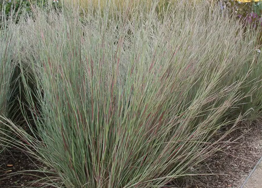 Blaugraues Garten-Präriegras 'Prairie Blues'