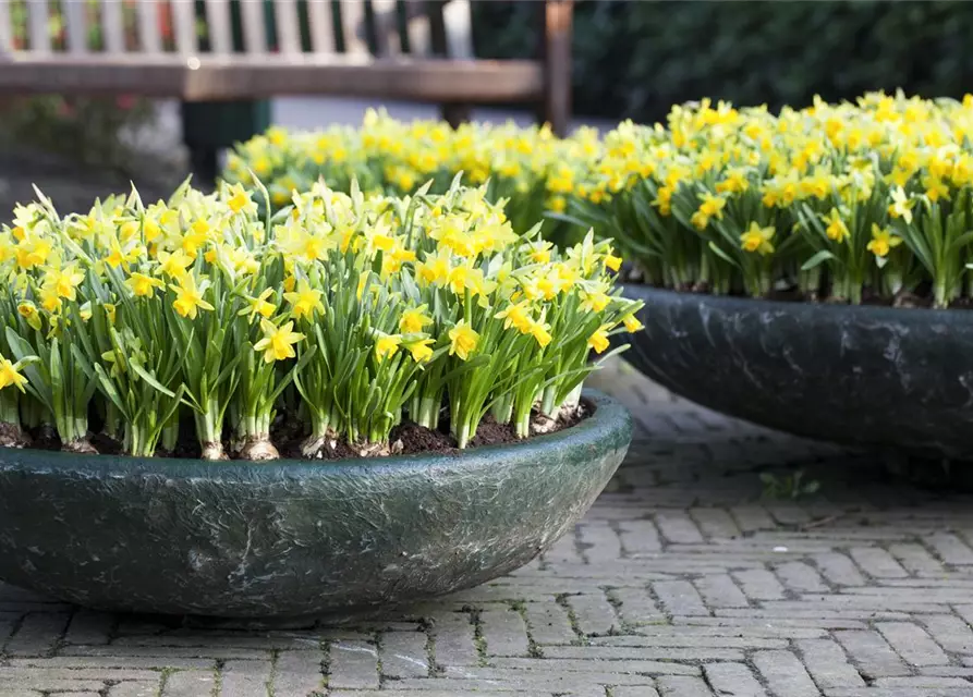 Alpenveilchenartige Garten-Narzisse 'Tête à Tête'