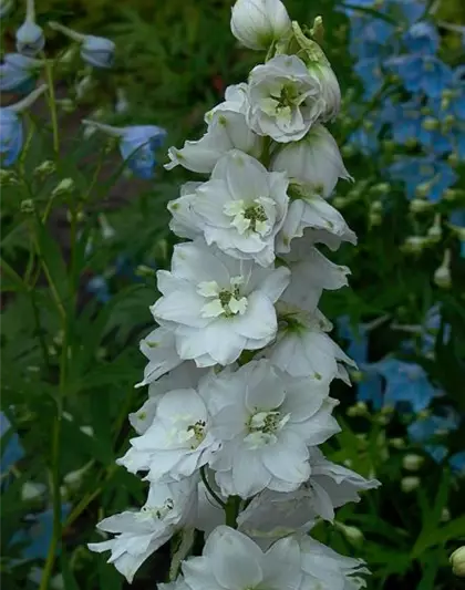 Delphinium Pacific 'Galahad'