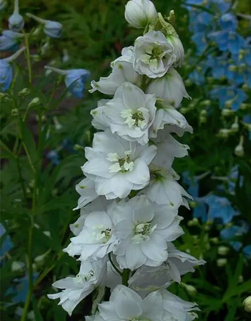 Delphinium Pacific 'Galahad'