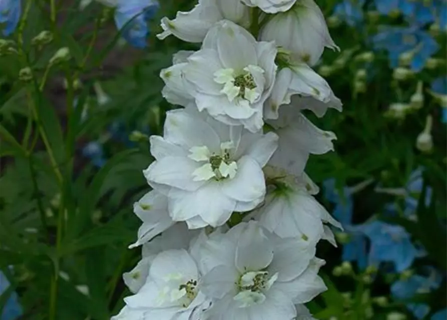 Delphinium Pacific 'Galahad'