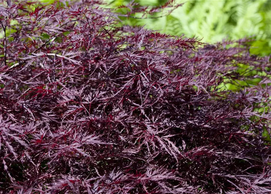 Dunkelroter Schlitzahorn 'Dissectum Garnet'