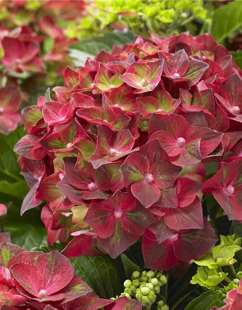 Hydrangea macrophylla 'Magical Ruby Tuesday'®